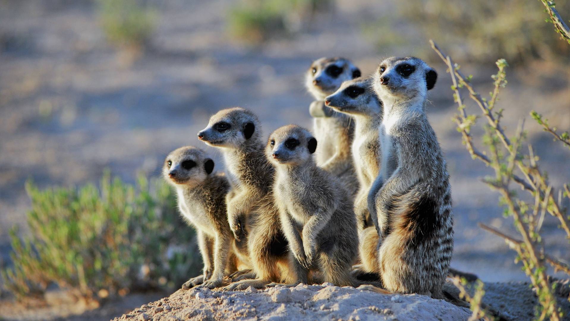 Meerkat colony